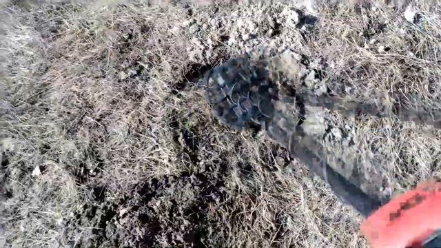 Пробный тест АКА Сигнум и Минелаб VANQUISH 440. #5 смотреть онлайн