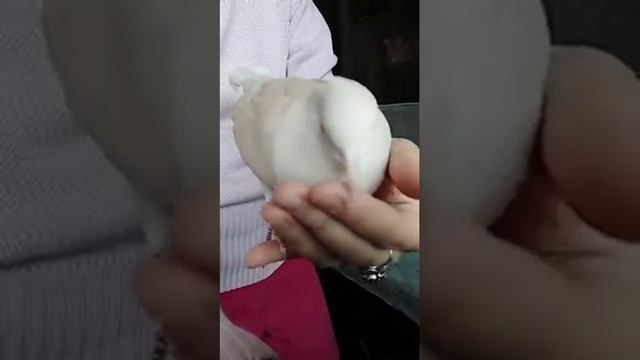 Гулии! Смеющиеся горлицы домашние (позитивчик!) смотреть онлайн
