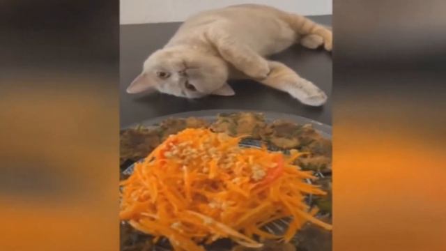 😁 Я РЖАЛ ЦЕЛЫЙ ЧАС 😹 КОШКИ ЛУЧШИЕ ПРИКОЛЫ. I LAUGHED FOR AN HOUR 😹 CATS ARE THE BEST JOKES. смотреть онлайн