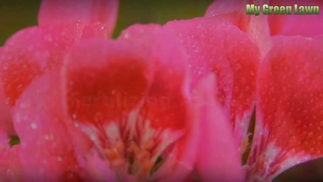 When to Fertilize Azaleas смотреть онлайн