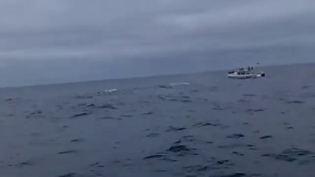 Whale in Ecuador. Киты в Эквадоре смотреть онлайн