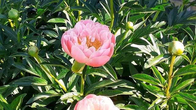 CORAL CHARM пион смотреть онлайн