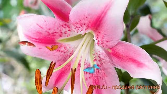 Лилия от-гибрид Анастасия (lilium ot-hybrid anastasia) ? обзор: как сажать, луковицы лилии Анастаси смотреть онлайн