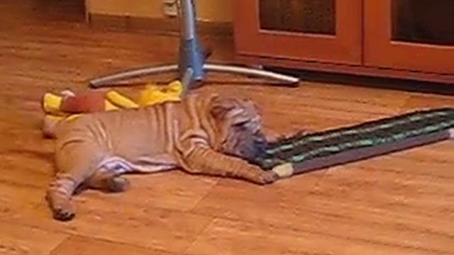 шарпей смотреть онлайн