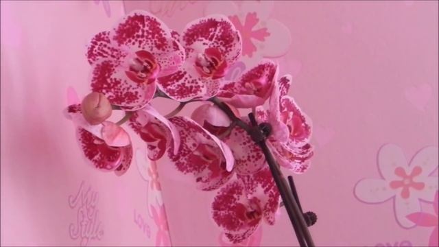 РАЗМНОЖЕНИЕ ОРХИДЕИ_2 #СЕМЕНА_ОРХИДЕИ #ЧЕРЕНКОВАНИЕ_ОРХИДЕИ #ДЕТКИ_ОРХИДЕИ #orchids #oldenburgru#7 смотреть онлайн