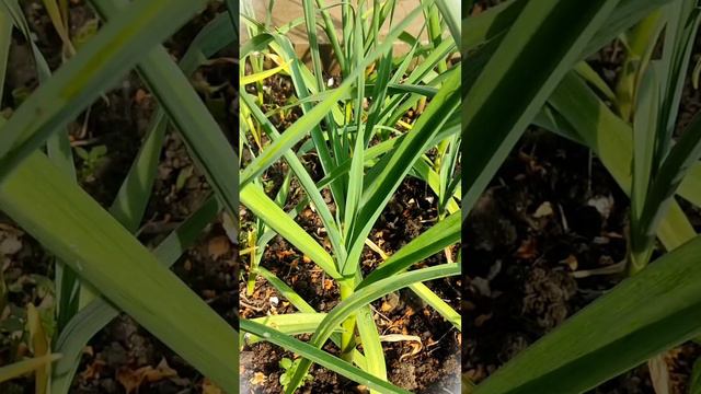 ЖЁЛТЫЙ ЛИСТ УХОДИ С ЧЕСНОКА! смотреть онлайн