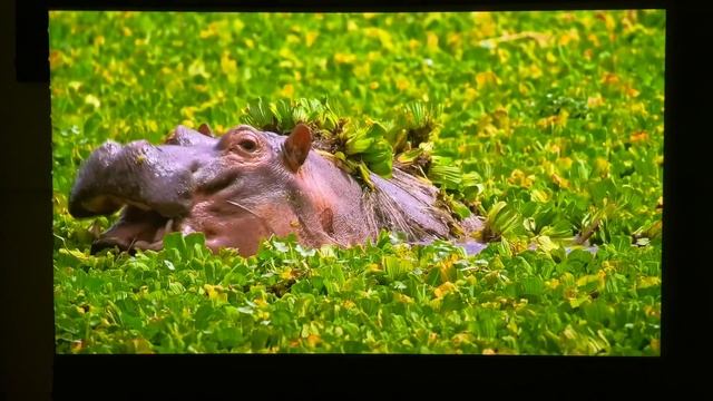 Formovie Theater UST Projector | In Depth Look And Review