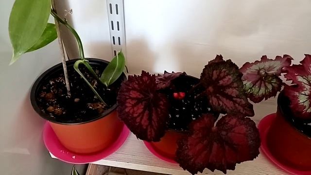 Комнатные растения. Цветы на навесной полке. смотреть онлайн