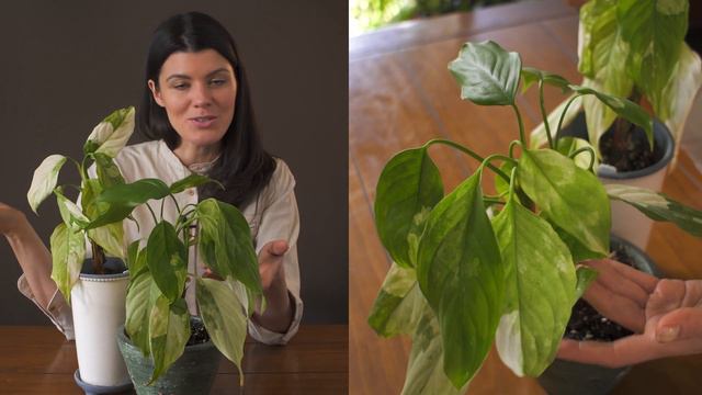 Aglaonema Modestum 'Variegatum' Houseplant Care—119 Of 365