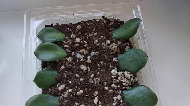 08.09.2019. Денежное дерево. Размножение листом. Укоренение в землю. смотреть онлайн