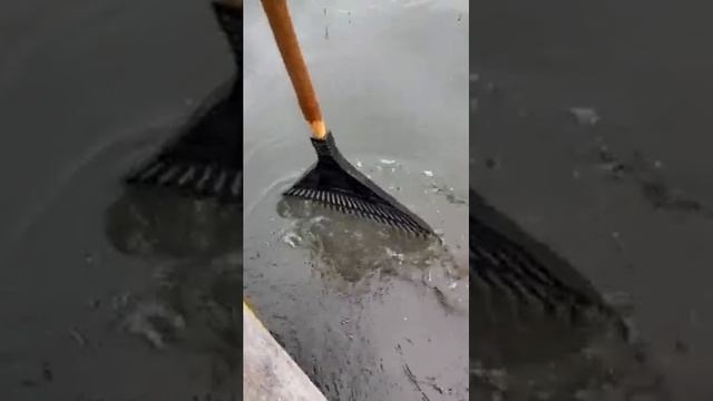 грабли -главный инструмент на рыбалке! смотреть онлайн