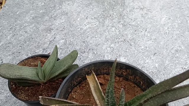 நாய் நாக்கு,gasteria Succulent #tamil #succulent#gardeningtips #garden#indoreplants #மாடித்தோட்டம்