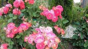 Розы группы шраб. Les Potes de Bedros (Лес Потес де Бедрос)