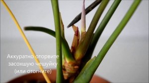 Появление цветов и листьев антуриума