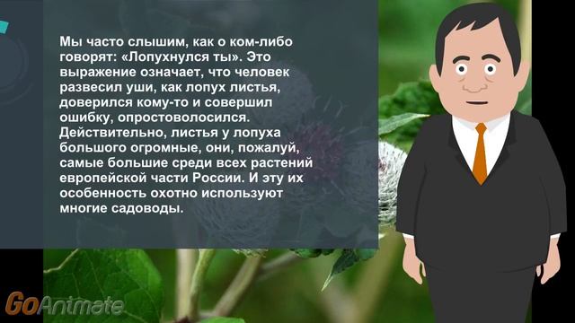 Лопух репейник знакомый и очень полезный смотреть онлайн