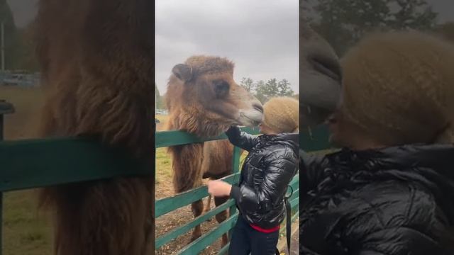 Путешествия с Друзьями на Лапках