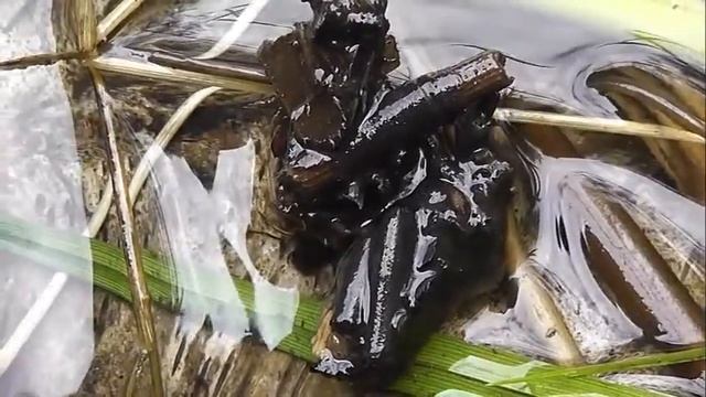 ИНСЕКТАРИЙ: 115. Ручейник Двухточечный (Phryganea bipunctata) смотреть онлайн