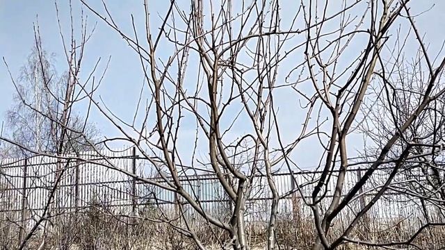 Основные правила прививки плодовых деревьев. смотреть онлайн