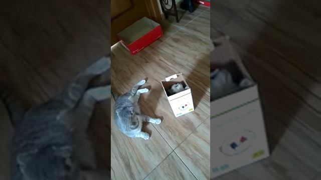 Кошачьи игры))) смотреть онлайн