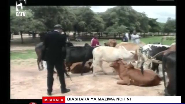 MJADALA EATV SAA 1 - Biashara ya Maziwa Nchini смотреть онлайн