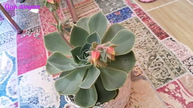 BALKONUMDA ŞENLİK VAR ÇİÇEKLERİM MİS Geranium Aloevera Succulent Earring Bean Tomato Balcony Flower смотреть онлайн