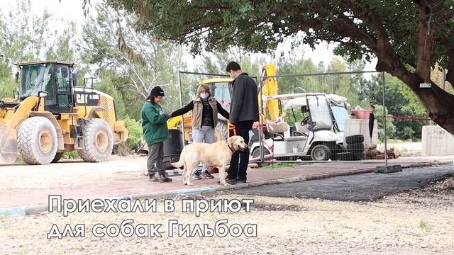 Собака Лабрадор по имени Мика и её новая жизнь. смотреть онлайн