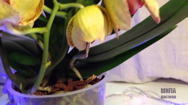 Орхидея аля Чармер. Новогодняя покупка в ОБИ Петербурга. смотреть онлайн