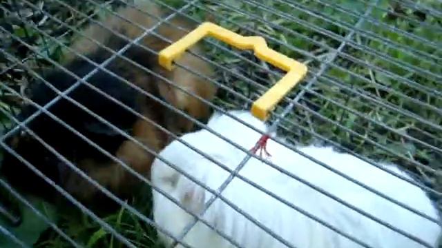 В гостях у морских свинок (Москва) смотреть онлайн