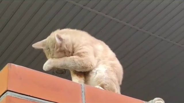 Красота - страшная сила!😸 смотреть онлайн