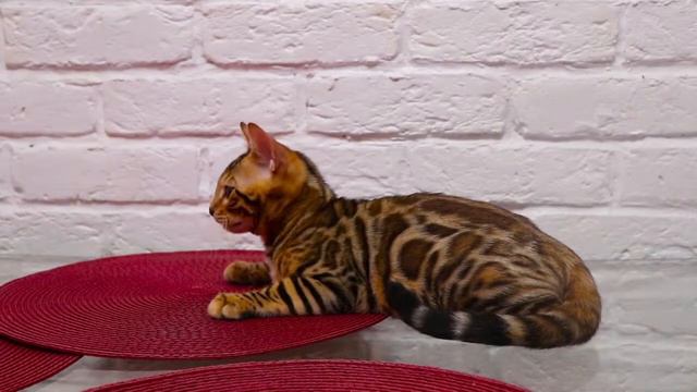 СВОБОДЕН/AVAILABLE Bengali Boy Sonik Murbenmir N24 Born 23.02.2019