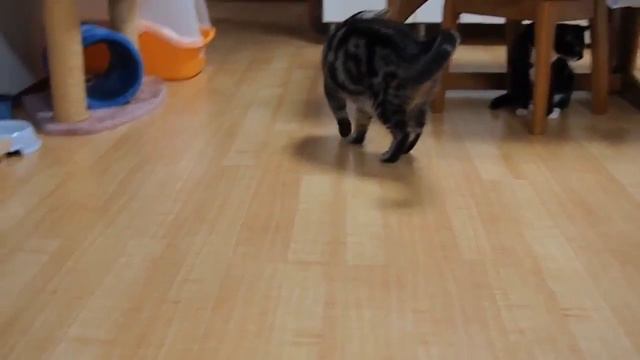 Формула 1 и коти смотреть онлайн