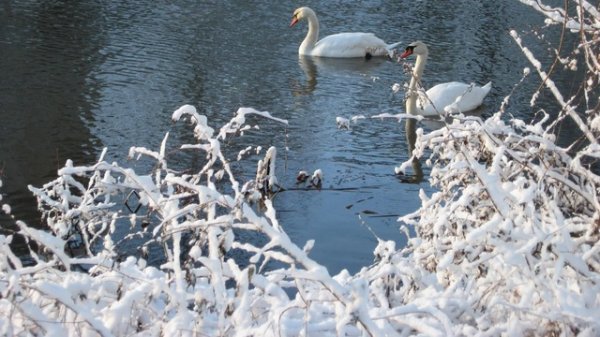 I Love Winter [Video Arturo Alvarotti] [2016.12.04]