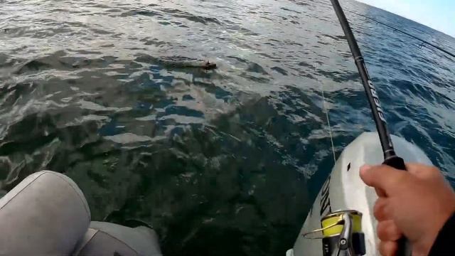 Калининград 2018. Треска Балтийское море