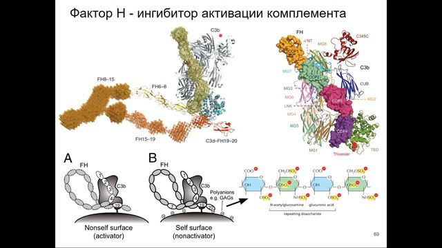 Система комплемента. Часть 2 смотреть онлайн