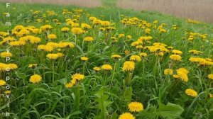 Когда собирать Одуванчик Цветы в Саду Полезные советы Рецепты из одуванчика народный лекарь