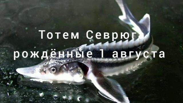 Тотем Севрюга рождённые 1 августа смотреть онлайн