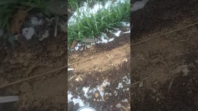 посадка томатов под зиму смотреть онлайн