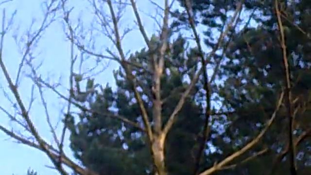 Дятел, 18 ноября 2009. смотреть онлайн