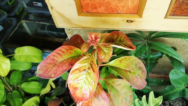 Апполо. Препарат против клеща. смотреть онлайн