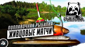Русская Рыбалка 4 — Стрим. Рыбалка на Живца. Матчевая Оснастка.