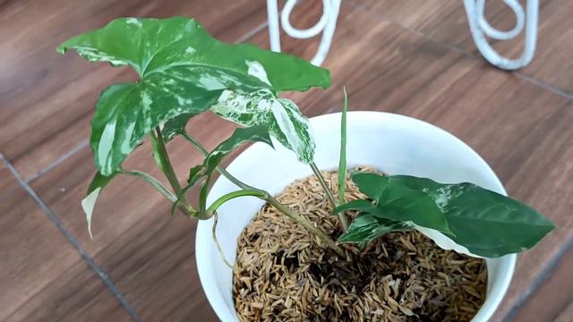 In Dept Tour Syngonium Variegata