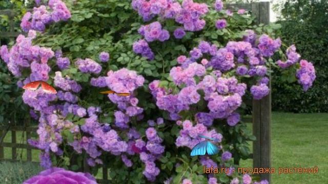 Роза плетистая Клайминг Индиголетта ? обзор: как сажать, саженцы розы Клайминг Индиголетта смотреть онлайн