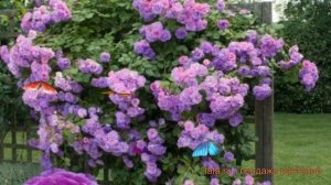 Роза плетистая Клайминг Индиголетта ? обзор: как сажать, саженцы розы Клайминг Индиголетта