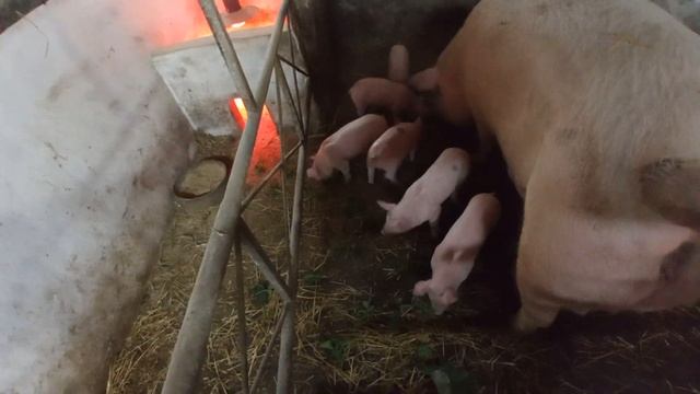 Як розпочати свинарство?скільки потрібно коштів?//ціни на м'ясо та сало залежать від свят... смотреть онлайн