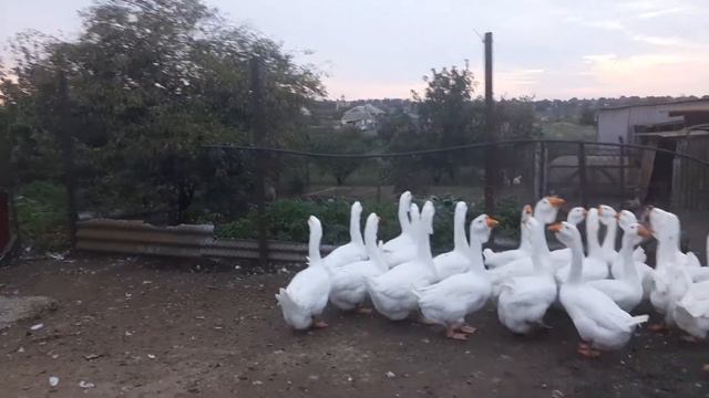 Молодняк белых холмогорских гусей нашего хозяйства смотреть онлайн