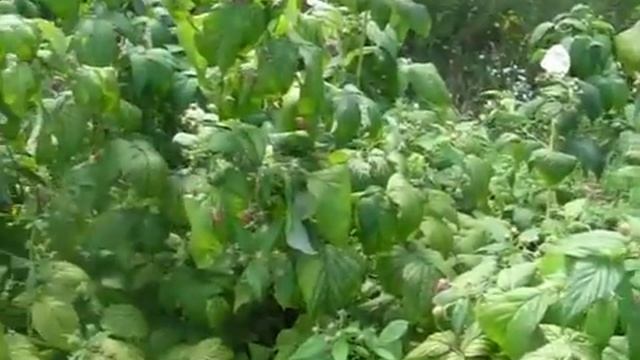 Собираем осеннюю малину в Польше смотреть онлайн