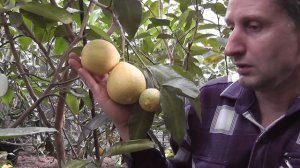 Citrus  aurantium var. bergamia  'Fantastico' Бергамот "Фантастико"