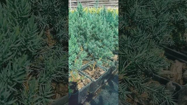 Хвойные Р9 ищут новых хозяев! Выращено с любовью♥️ смотреть онлайн