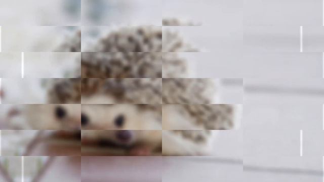 The Fable of the Porcupine | Moral short story | смотреть онлайн