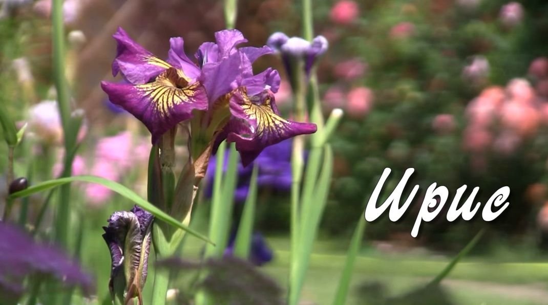 Ирис. Дачные картинки 2022.mp4 смотреть онлайн